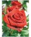 _Engelsrose Carmen